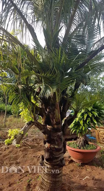 “Cây ra rễ nhanh, thân cây con “đẻ” ra từ bẹ dừa cũng phát triển mạnh nên cách đây khoảng 1 tuần, tôi đã đem 2 cây dừa này trồng trực tiếp xuống đất để tạo điều kiện cho cây hút chất dinh dưỡng” – anh Tuấn nói.