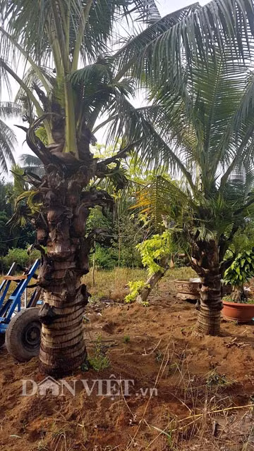 Qua nhiều lần thoả thuận với chủ vườn, anh đã mua 2 cây này với giá 36 triệu đồng (chưa kể 4 triệu đồng tiền thuê nhân công đào gốc, vận chuyển đi). “Lúc đó, tôi thấy 2 cây nằm kế bên có hình dáng độc, lạ nên đã đề nghị chủ vườn bán và phải thuyết phục ghê lắm người chủ này mới chịu. Tôi đi mua hoa kiểng 20 năm rồi nhưng chưa thấy trường hợp như vậy bao giờ” – anh Tuấn nói.