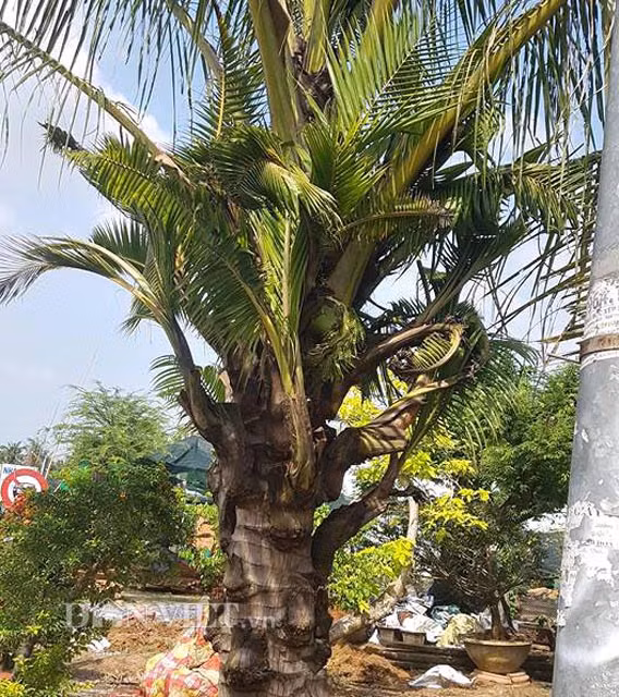 Nhiều người dân tỉnh Bến Tre khi đi qua vườn hoa kiểng của Tuấn không khỏi bất ngờ khi nhìn thấy 2 cây dừa kỳ lạ này. Cứ mỗi bẹ dừa lại có một thân cây con được “đẻ” ra. Cây dừa càng lớn thì “đẻ” cây con càng nhiều và chưa có dấu hiệu chịu “kế hoạch”.