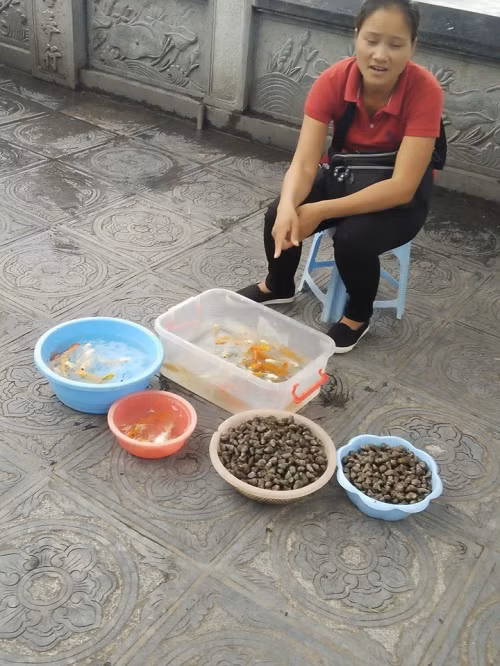 Le Vu Lan Chim, ca phong sinh di vao... cua tu