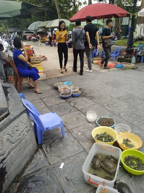 Ngoài cá vàng, ốc, rùa hay ba ba cũng là loài vật được nhiều người chọn mua. Bởi ba ba và rùa dễ thích nghi với môi trường mới, theo tâm linh, tuổi thọ của những loài này cũng cao hơn. Tùy theo điều kiện kinh tế của từng người để lựa chọn lễ vật phù hợp nhất!