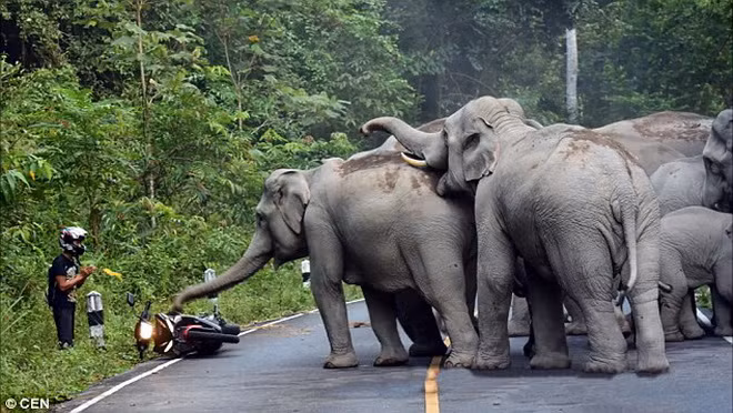 Trước đó, hồi tháng 10/2015, một vụ việc tương tự cũng xảy ra tại công viên quốc gia Khao Yai. Người đàn ông lái mô tô đã quỳ xuống lạy những con voi để xin tha mạng.