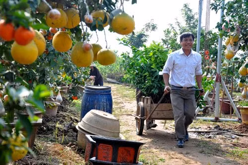 Không chỉ làm giàu cho gia đình, ông Giáp còn tận tình truyền kỹ thuật ghép cây cho những người có nhu cầu học nghề. Ông từng được thành phố Hà Nội vinh danh Công dân Thủ đô ưu tú năm 2012.