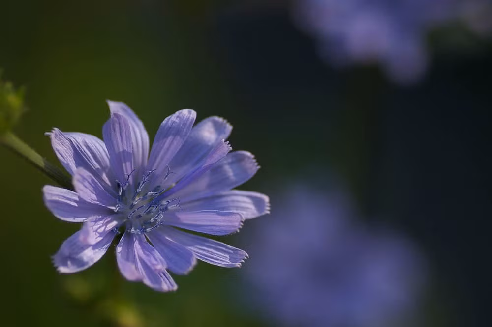 10. Chiết xuất từ rễ Echinacea (cúc dại). Được xem là chất kháng sinh tự nhiên hàng đầu thế giới, thảo dược này được sử dụng để làm giảm các triệu chứng của cảm lạnh và cảm cúm, viêm họng, ho kéo dài… và nó cũng giúp điều trị nhiễm nấm và vi khuẩn.