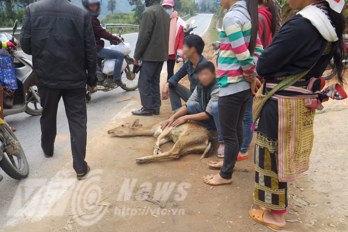 Thu rung song bay ban cong khai giua duong quoc lo