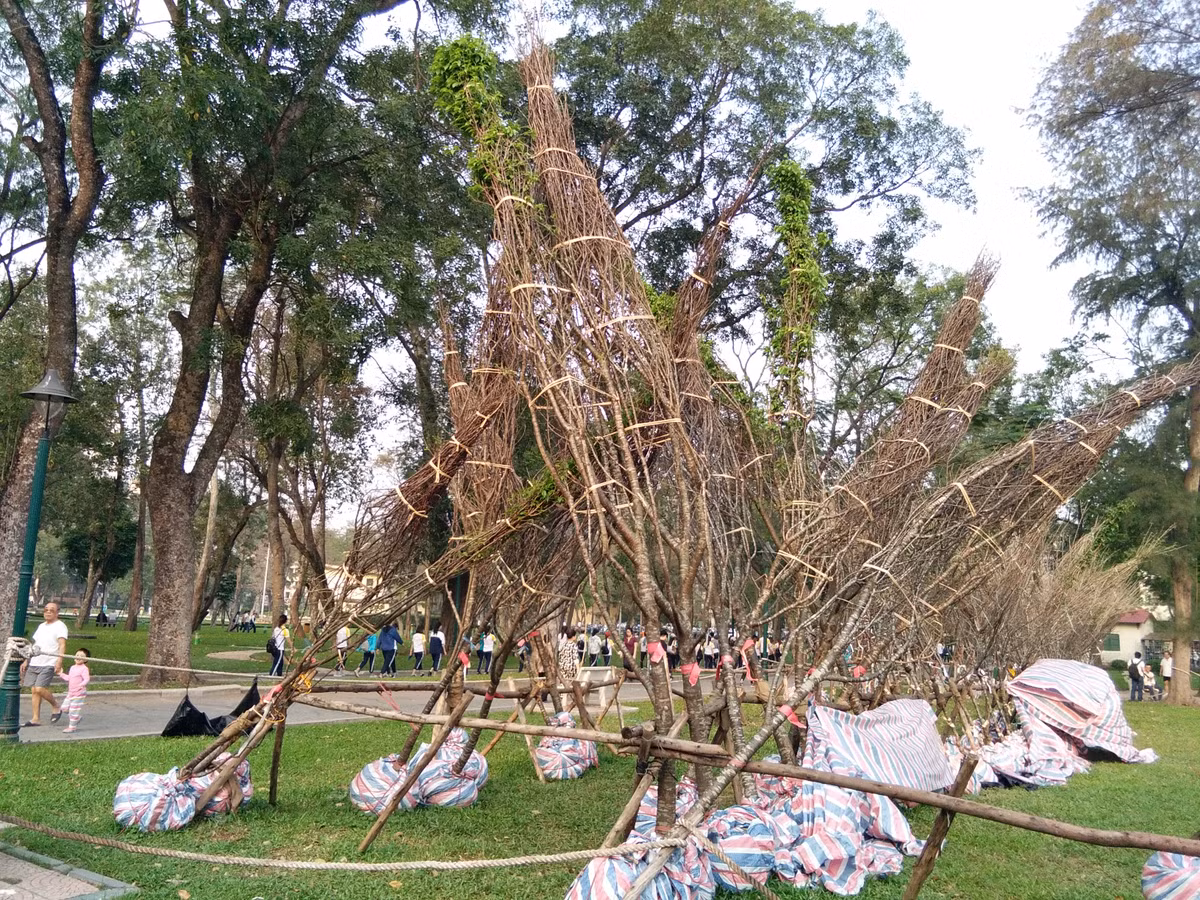 Hang tram cay anh dao nghieng nga tai cong vien Thong Nhat