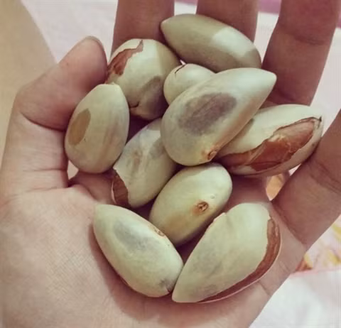 Bên cạnh đó, hạt mít còn có tác dụng làm sáng da cực hiệu quả. Sau khi được ăn vào cơ thể lập tức hạt mít được tiêu hóa, vả lại, trong đó có hàm lượng chất xơ cao nên giúp ngăn ngừa táo bón. Việc ngăn ngừa táo bón đã giúp cơ thể đào thải chất độc ra ngoài một cách nhanh chóng đây cũng là điều kiện đầu tiên và quan trọng nhất cho một làn da sáng khỏe.