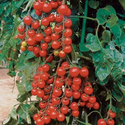 Sau 3 tháng trồng, cây bắt đầu cho quả và ra quả liên tục cho đến khi hết quá trình sinh trưởng khoảng 1 năm đến 1,5 năm.