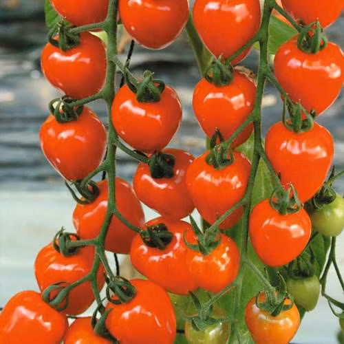 Loại giống cây cà chua mới này cho năng suất rất cao, khoảng 14.000 quả/ vụ.