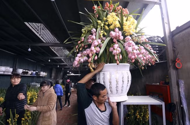 Những khóm địa lan nhỏ từ 4-5 cành có giá khoảng 2 triệu đồng/chậu.
