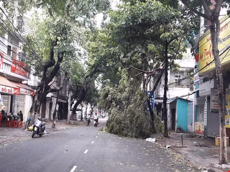 Cây gãy trên đường sau bão số 4. Ảnh: C.Th