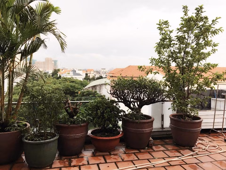 Một số chậu cây cảnh trong nhà.