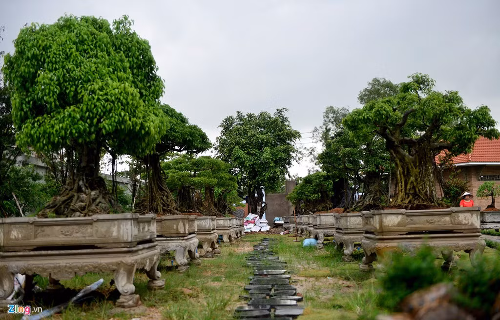Cây cảnh trong khuôn viên nhà thờ Tổ với nhiều chủng loại có giá trị. Nhiều nghệ sĩ, đệ tử của Hoài Linh cũng góp công, dâng cúng cây cảnh. 
