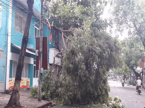 Cây bị bão quật gãy. Ảnh: C.Th