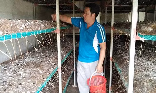 Anh Minh chăm sóc nhà nấm.
