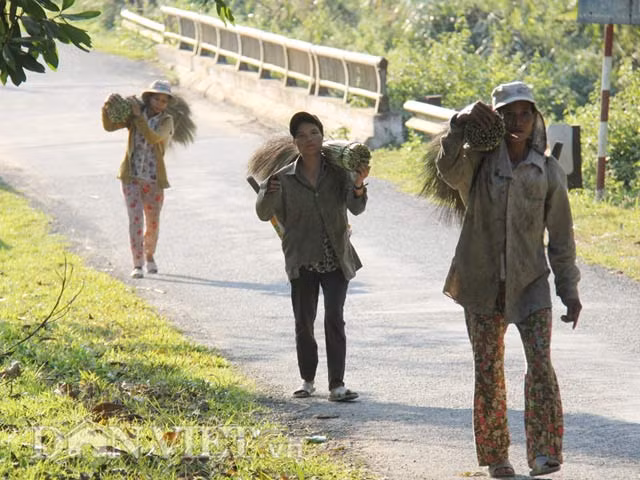 Trong ngôi nhà sàn nằm gần trung tâm UBND xã Trà Lãnh, huyện Tây Trà - một trong những nơi được ví là "thủ phủ" của đót ở vùng núi của tỉnh, ông Hồ Văn Biu (45 tuổi) than thở: "Mọi năm thì giờ này bà con nơi đây đã vào rừng chặt đót để mang về bán hết rồi nhưng năm nay, mưa lạnh suốt nên không mấy người đi. Nếu có đi thì cũng không chặt được nhiều, chỉ được 20-40 kg/ngày/người là cùng". Không những "cản" người dân đi thu hoạch, mưa lạnh liên tục kéo dài từ trước Tết, đã làm đót không bung hết bông nên chất lượng kém, hình thức xấu hơn rất nhiều so với những năm trước.