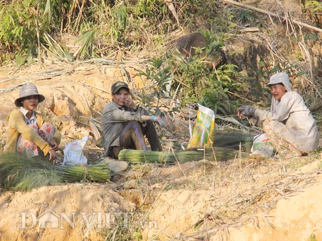 Nhiều chủ điểm thu mua đót ở vùng núi Quảng Ngãi xác nhận: "Do người dân không đi thu hoạch nên số lượng đót mua từ đầu vụ đến giờ giảm xuống và chỉ bằng 1/8-1/5 so các vụ trước. Bên cạnh đó vì trời lạnh bông đót bung nở không đều nên khá xấu và ngắn". "Trời không nắng thì chúng tôi cũng không dám mua, hoặc mua với giá thấp hơn vì không thể mang phơi để giao cho các cơ sở sản xuất được", bà Nguyễn Thị Linh, một chủ điểm thu mua ở thị trấn Trà Xuân, huyện Trà Bồng, bày tỏ.