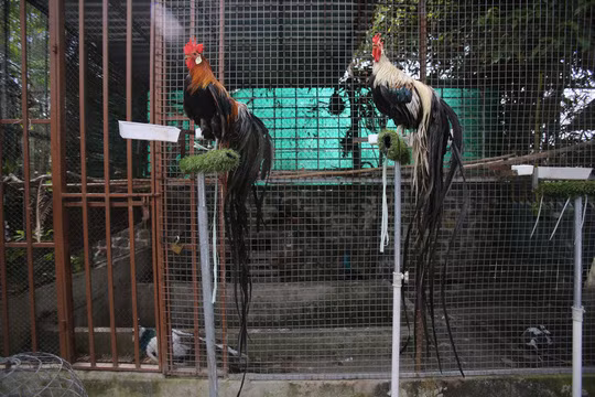 Còn đây là gà Onagadori thuộc giống gà quý ở Nhật Bản với bộ lông đuôi rất dài được chào bán với giá 65 triệu đồng một cặp.
