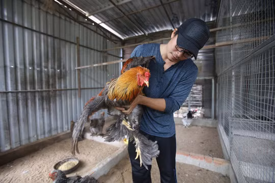 Gà Kỳ Lân khổng lồ (hay còn được gọi là gà Brahma), là loại gà có hai chùm lông như bộ râu xòe rộng ra 2 bên má, chân lông rậm tới chân. Gà có 5 ngón trên mỗi bàn chân và 3 cựa rất khỏe.