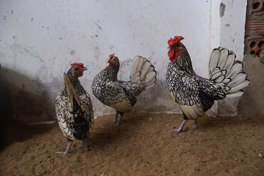 Giống gà này với hình dáng oai dũng, cộng với vẻ thanh tao và quý phái, nên chúng có tên gọi đầy may mắn gà Đại Cát. Giá loại gà này được chào bán lên đến 8 triệu/cặp.