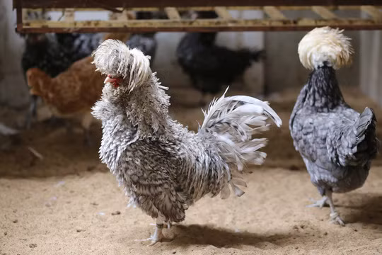 Điểm ấn tượng nhất làm nên tên tuổi của chúng là đầu tóc bù xù che khuất cả mắt, râu ria bồm xồm.