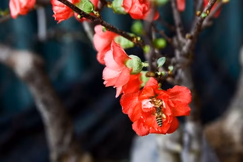 Mai đỏ có dáng nhỏ, lớn nhanh, nhiều hoa khác với mai vàng và đào. Đặc biệt hoa mai đỏ to và đỏ thắm, được nhiều người ưa chuộng.