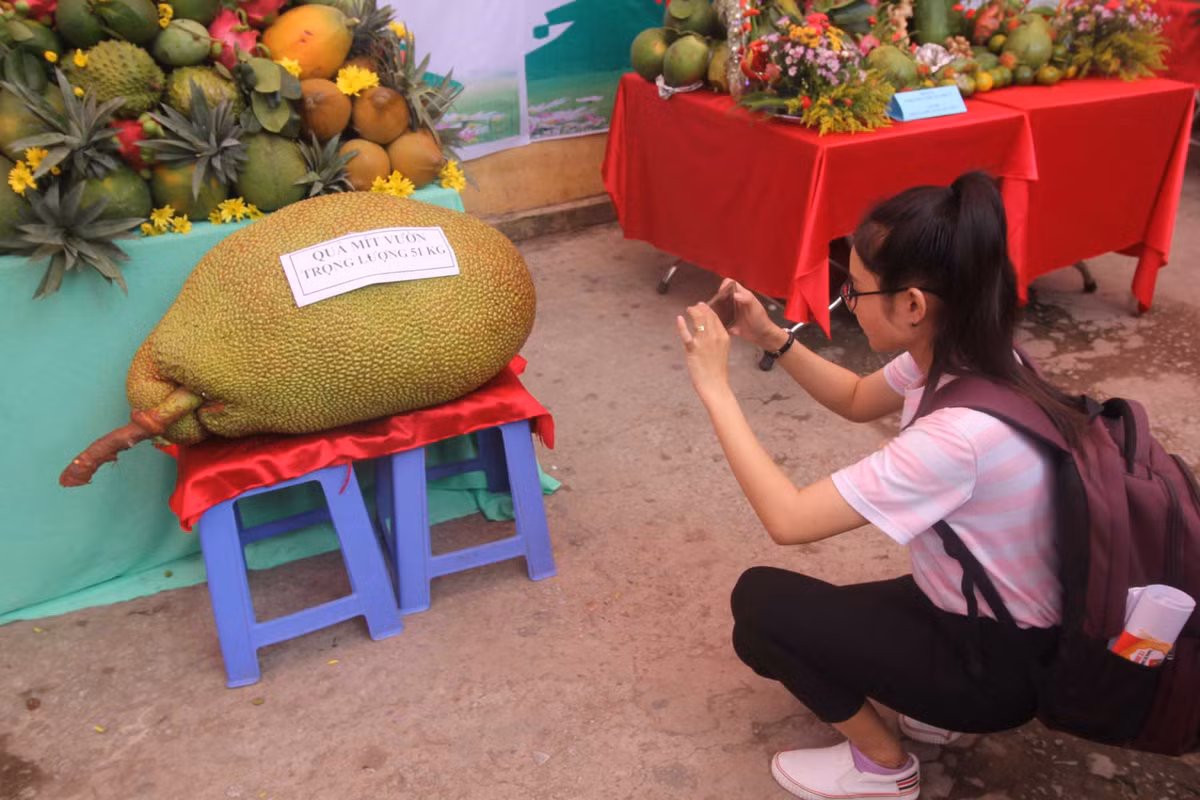 Trái mít vườn nặng 51kg.