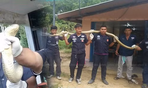 Rụng rời khi phát hiện hổ mang chúa dài hơn 5m "gõ cửa nhà" Rung roi khi phat hien ho mang chua dai hon 5m