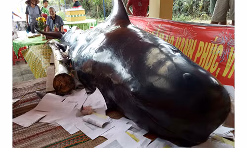 Cá “Bà Chuông” nặng 800 kg dạt vào bờ biển Quảng Ngãi Ca “Ba Chuong” nang 800 kg dat vao bo bien Quang Ngai