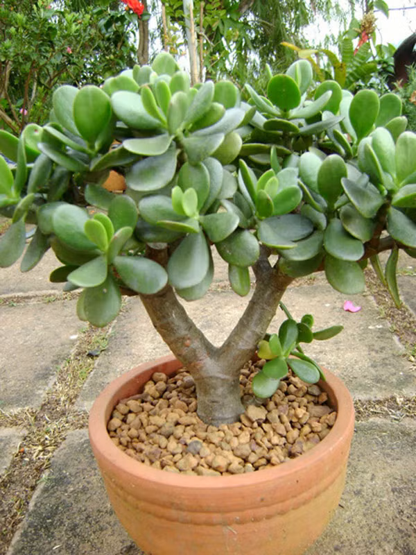 Cây ngọc bích Cây ngọc bích hay còn gọi là cây thường xanh, hoa đá. Theo phong thủy cây ngọc bích nếu được đặt đúng vị trí sẽ mang lại nhiều may mắn và sức khỏe cho gia đình. Loại cây này không ưa nước vì thế bạn nên trồng ở những nơi thoáng mát, có đủ ánh sáng và nơi nhiệt độ thấp trong ngôi nhà.