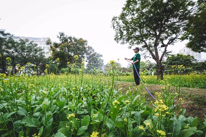 Khu vực Vườn xuân có nhiều loài hoa dân dã được trồng thành từng dãy riêng biệt. Trong ảnh là ông Quý, người làm vườn đang tưới nước cho vườn hoa cải ngọc. Ông cho biết một ngày phải tưới nước hai lần, buổi sáng tưới đậm, chiều tưới sương.