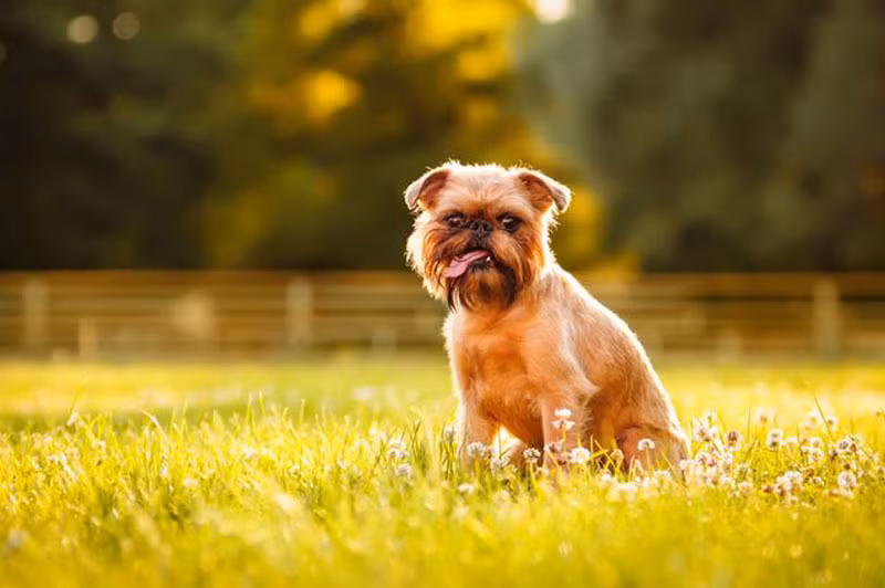 Chó chăn cừu Griffon.