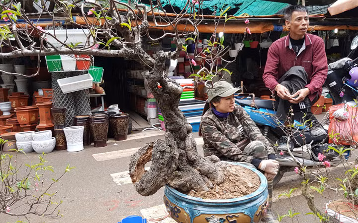 Phần thân lũa ôm quanh gốc mềm mại tựa như một con rồng nhỏ (Ảnh: VietnamNet)