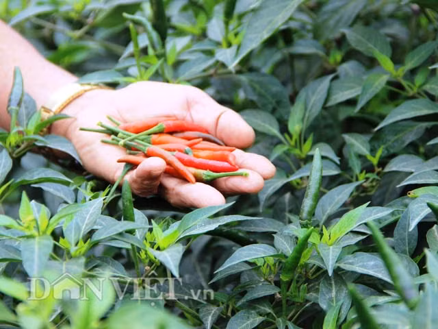 Thanh Hóa Ớt tươi giá 1.000 đồng 2 quả đắt kỷ lục - Hình 3 Thanh Hoa Ot tuoi gia 1.000 dong 2 qua dat ky luc-Hinh-3
