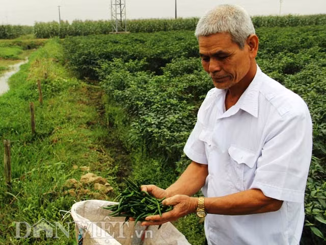 Thanh Hóa Ớt tươi giá 1.000 đồng 2 quả đắt kỷ lục - Hình 2 Thanh Hoa Ot tuoi gia 1.000 dong 2 qua dat ky luc-Hinh-2