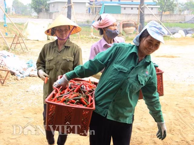 Thanh Hóa Ớt tươi giá 1.000 đồng 2 quả đắt kỷ lục - Hình 6 Thanh Hoa Ot tuoi gia 1.000 dong 2 qua dat ky luc-Hinh-6