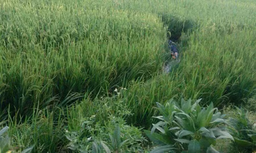 Hoang hon phat hien xac nam thanh nien nam tren bay chuot