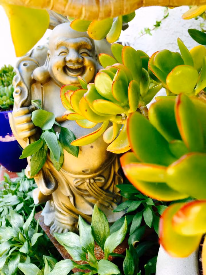 Tượng Phật Di Lặc vui vẻ giữa những hàng cây xanh tươi trong khu vườn.
