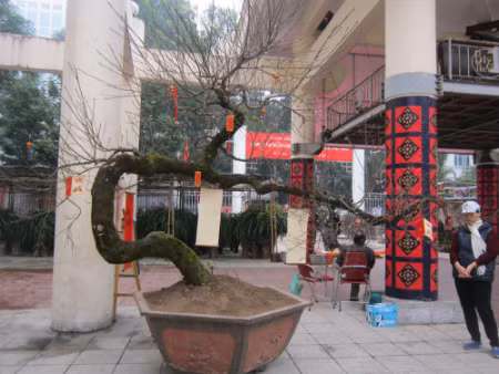 Cây đào có chiều cao hơn 2 mét, thân cây vươn dài hơn 3m. Trên thân cây xù xì có nhiều mảng nấm, rêu mọc đầy. Được biết, cây đào này được anh Phạm Văn Thắng mang ở vùng núi Sapa (Lào Cai) về chăm sóc cách đây 10 năm.