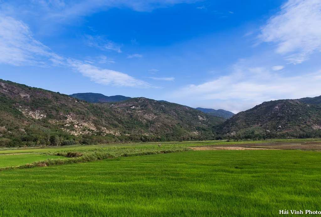 Băng qua những cánh đồng xanh mướt ở Cam Ranh.