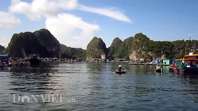 Làng chài Cái Bèo xưa còn gọi là làng chài Vụng O, được xếp hạng di tích lịch sử cấp quốc gia năm 2009. Di chỉ Cái Bèo được xác định toạ độ 20o43'8'' vĩ Bắc và 107o3'2'' kinh Đông (cách trung tâm thị trấn huyện 1,5km) với độ cao trung bình 4m so với mặt nước biển.