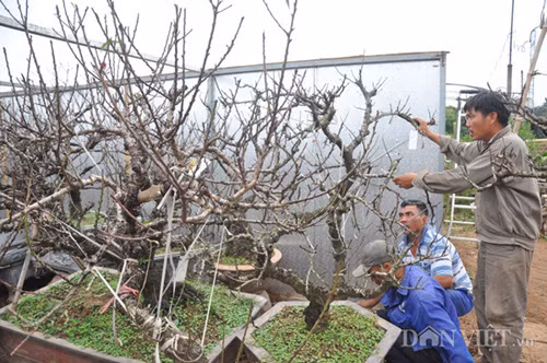 Ông Hàm cho biết, đến thời điểm hiện tại vườn đào thất thốn trên dưới 100 gốc của ông đã được các đại gia trong và ngoài Hà Nội đặt quá nửa, trong đó có nhiều cây trị giá hàng chục triệu đồng. “Đào thất thốn là giống đào rất quý hiếm từng một thời dùng để tiến vua thường có giá rất đắt đỏ nên không phải ai cũng chơi được mà phải là người biết chơi đào và nhiều tiền mới dám đầu tư” – ông Hàm chia sẻ.