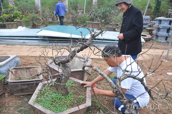 Theo ông Hiệp, tính đến thời điểm này, giá đào thất thốn không có biến động nhiều so với các năm trước, các cây đào đều được chủ giữ giá, có cây đẹp nổi trội cũng chỉ tăng giá vừa phải.