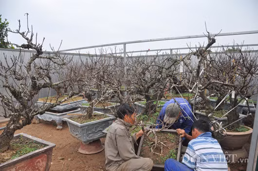Vào những ngày này, tại vườn đào tiến vua của ông Lê Hàm ở phường Nhật Tân, quận Tây Hồ (Hà Nội) luôn tấp nập khách tới tham quan, đặt hàng. Vừa cùng công nhân vận chuyển các cây đào vào phòng điều hòa, ông Hàm vừa tất bật pha trà tiếp khách. “Vào dịp này nhà có đào quý như có con gái đẹp, khách đến nhiều tiếp không xuể” – ông Hàm nói vui.