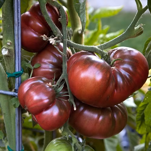 1. Cà chua đen (Black Krim) Đây là loại cà chua có nguồn gốc từ Đông Âu, có màu đỏ tía sẫm như màu rượu vang và kích cỡ trung bình so với các giống cà chua thông thường. Ruột quả có màu đỏ tươi, mọng nước, vị ngọt ngào với hàm lượng dinh dưỡng cao. Không những rất tốt với sức khỏe, cà chua đen còn có lợi cho người bị tiểu đường, giúp hạn chế lượng đường dư, cũng như giảm tỷ lệ mắc bệnh ung thư. Cà chua đen tuy hơi khó trồng để lấy quả, nhưng nếu biết cách chọn hạt giống, gieo trồng và chăm sóc đúng kỹ thuật thì cây sẽ phát triển rất nhanh và đẹp.