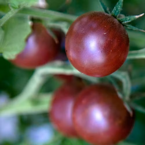 6. Cà chua bi socola (Cherry chocolate) Nếu là “fan” cuồng của các loại cà chua thì bạn chắc chắn không thể bỏ qua giống cà chua bi socola với hương vị đậm đà hấp dẫn này. Cái tên "bi socola" nghe lạ lạ cũng xuất phát từ kích thước nhỏ xinh và màu sắc "quyến rũ" của loại quả này.