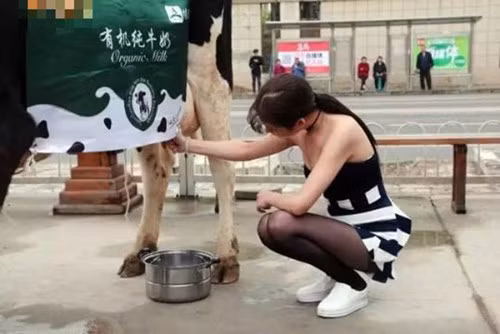 Nắm bắt được tâm lý đó, một cơ sở kinh doanh sữa ở Bắc Kinh đã nghĩ ra chiêu quảng cáo mới: cho một thiếu nữ dắt bò xuống đường bán sữa tươi vắt tại chỗ.