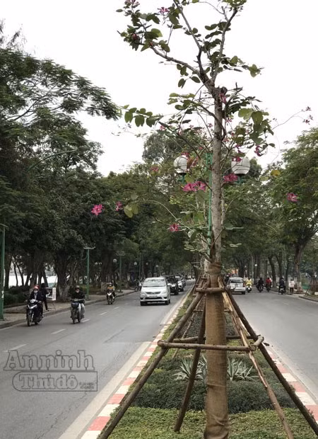 Trong ảnh là một dãy hoa ban trên đường Thanh Niên. Rất nhanh thôi, chỉ năm sau, hứa hẹn đây sẽ là nơi giới trẻ Hà thành tìm đến "săn" ảnh.