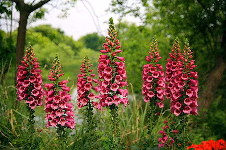 Foxglove có nguồn gốc từ miền Tây và Tây Nam châu Âu, Tây và Trung Á, Úc, Tây Bắc châu Phi nhưng hiện được gây giống ở nhiều quốc gia khác nhau do vẻ đẹp khó cưỡng.