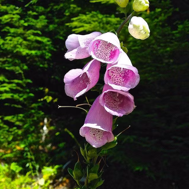 Vào mùa đông, cây Foxglove phát triển lớn, có lông, vẫn xanh. Đến mùa hè, cây mọc cao lên và trổ hoa, những chùm hoa hình trái chuông màu tím hồng, có những chấm nhỏ bên trong mỗi cái hoa.